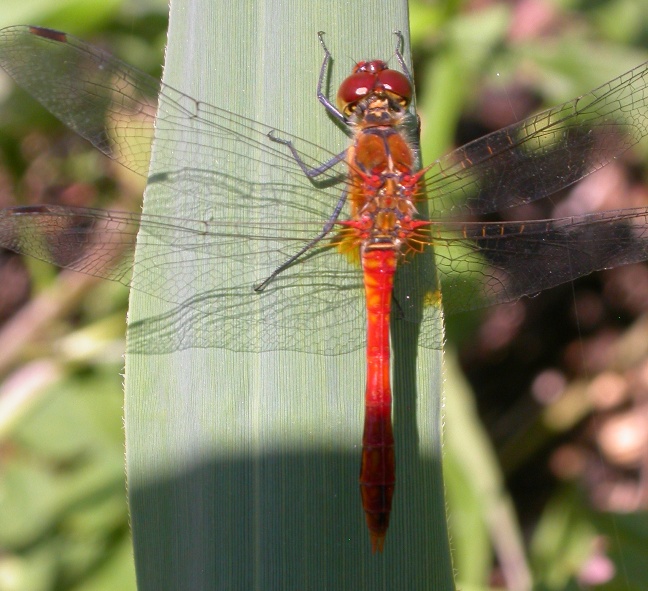 Sympetrum sanguineum ?